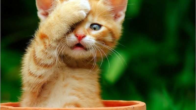 Come fotografare i Gatti