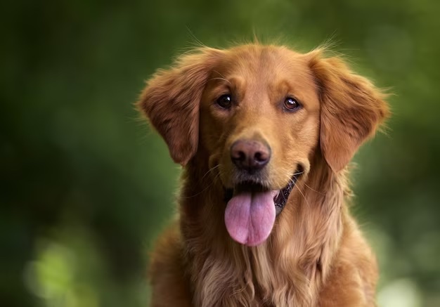 Come Catturare il Meglio del Tuo Fedele Amico: Consigli per Migliorare le Foto del Tuo Cane