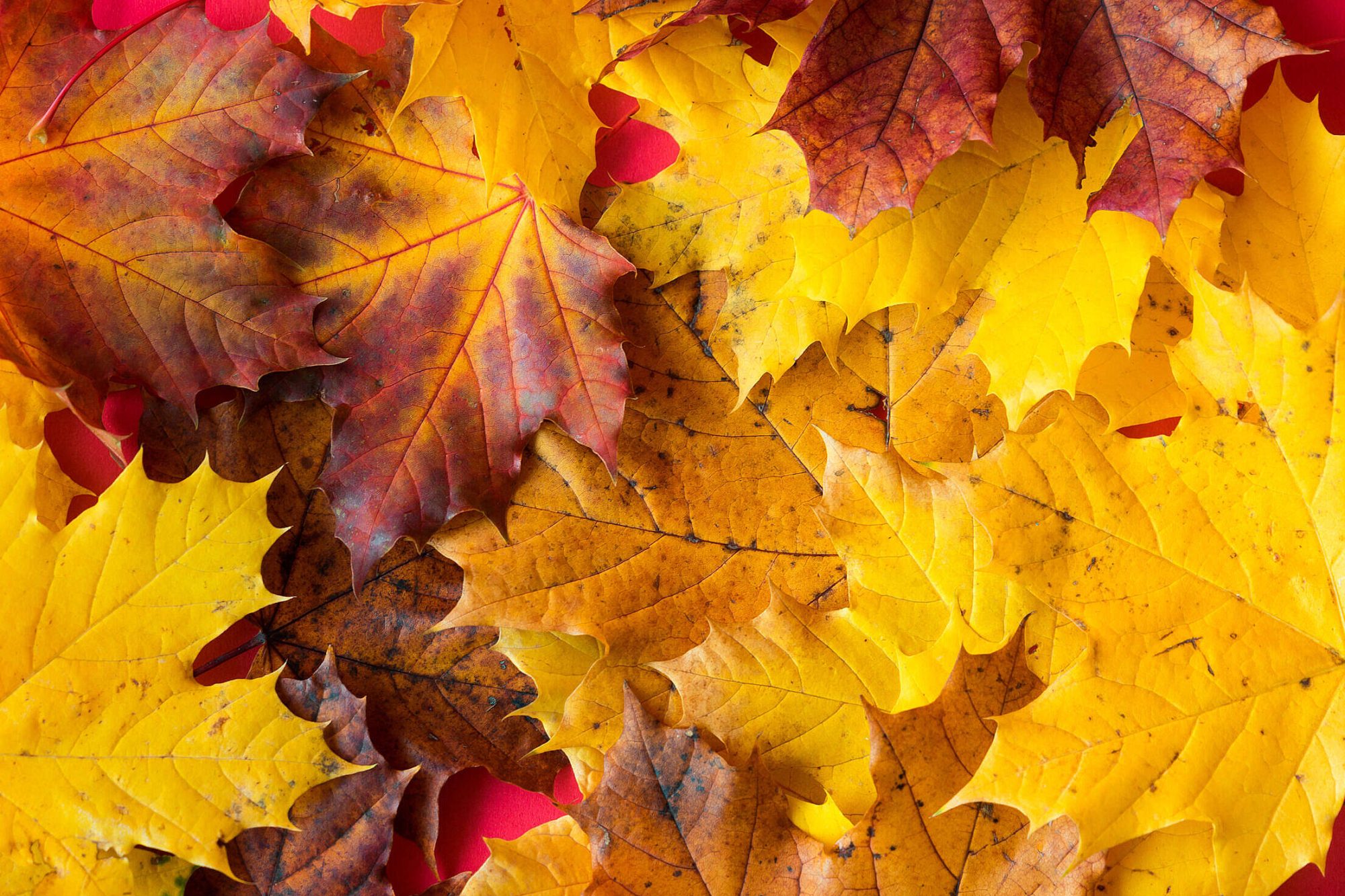 Catturare la magia dell’autunno: consigli per foto indimenticabili