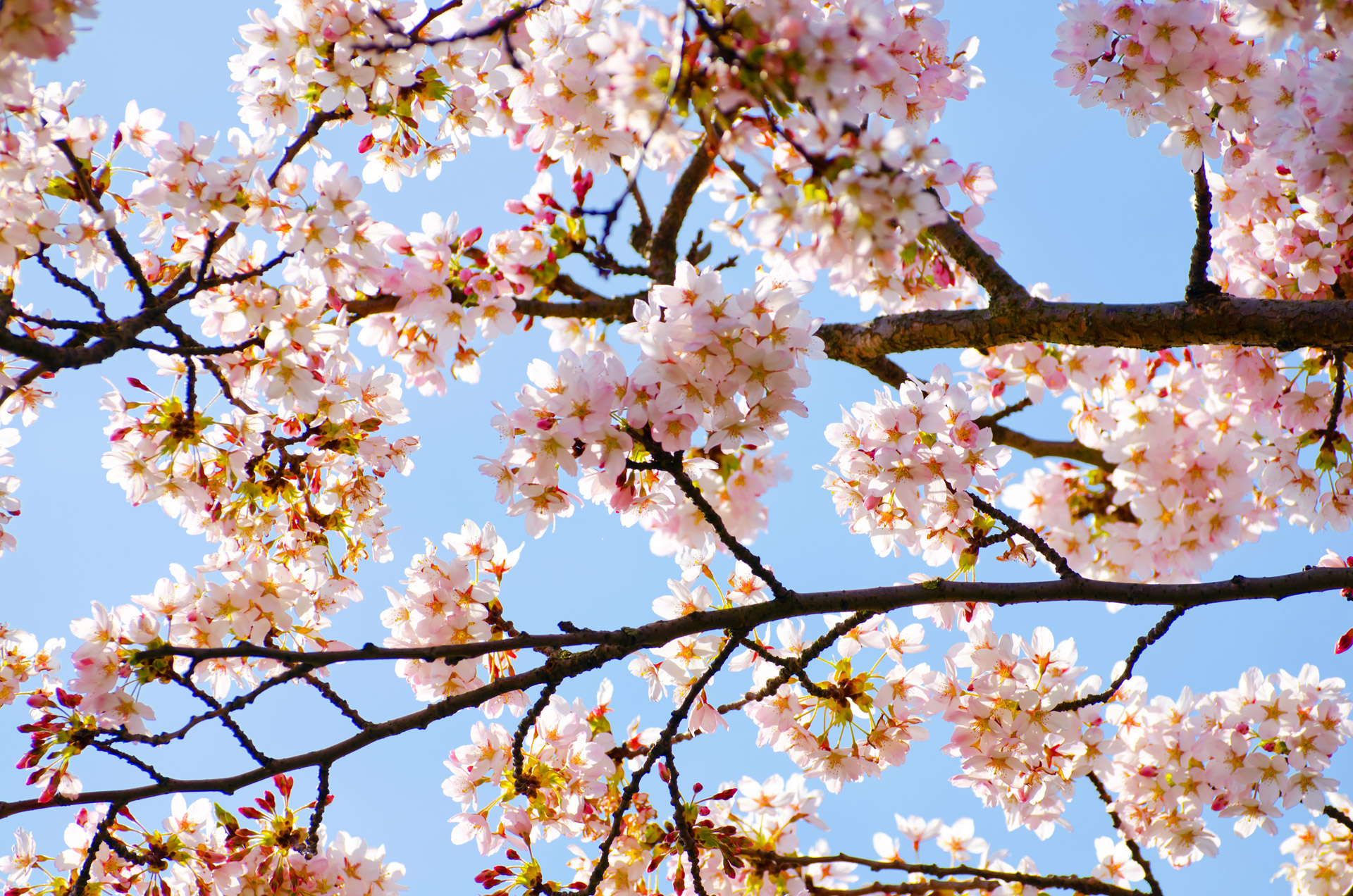 Primavera in arrivo: preparati a scattare!