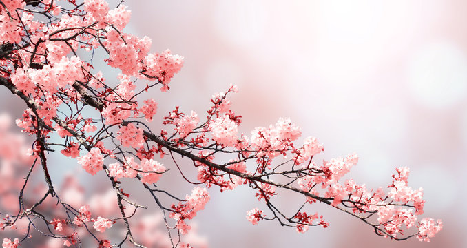 Hanami: quando la fotografia incontra la magia dei sakura in fiore