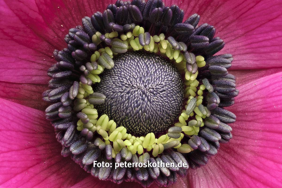 Svelare l’Incredibile Dettaglio: La Tecnica dello Stacking di Immagini in Macrofotografia