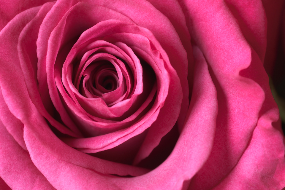 Guida alla Fotografia delle Rose in Fiore